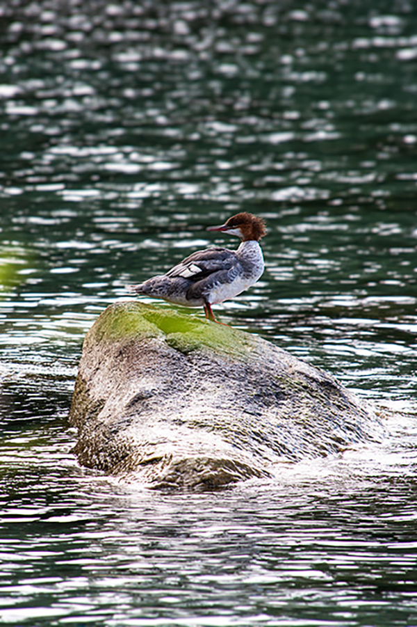 USA, Kalifornien, Lake Tahoe, Ente