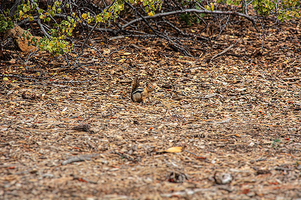 USA, Kalifornien, Lake Tahoe, Chipmunk, Streifenhörnchen