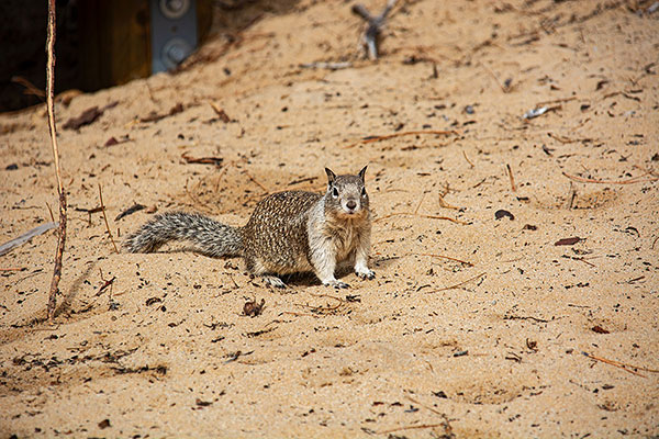 USA, Kalifornien, Lake Tahoe, Squirrel, Grauhörnchen