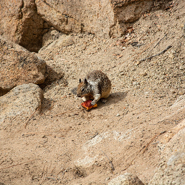 USA, Kalifornien, Lake Tahoe, Squirrel, Grauhörnchen