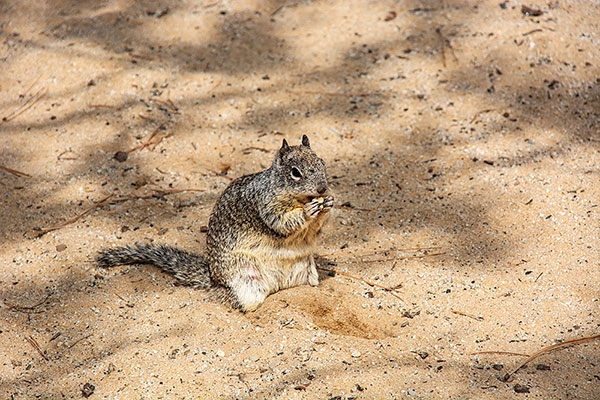 USA, Kalifornien, Lake Tahoe, Squirrel, Grauhörnchen