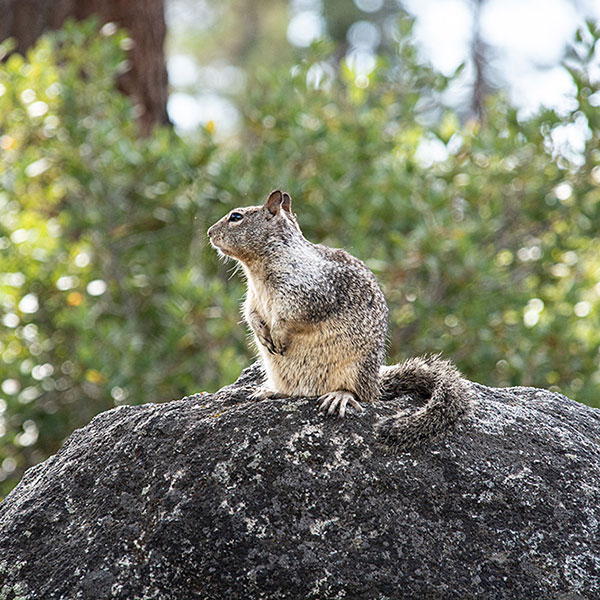 USA, Kalifornien, Lake Tahoe, Squirrel, Grauhörnchen