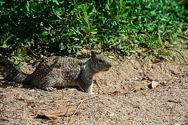 USA, Kalifornien, Lake Tahoe, Squirrel, Grauhörnchen