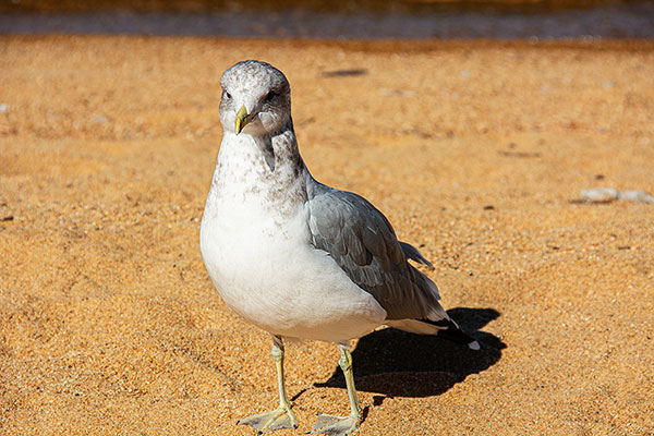 USA, Kalifornien, Lake Tahoe, Möwe