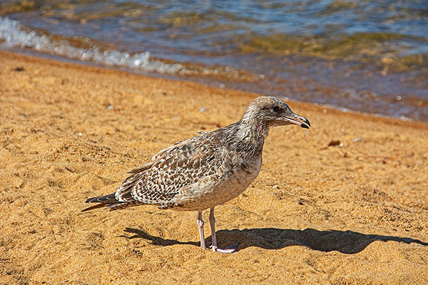 USA, Kalifornien, Lake Tahoe, Möwe