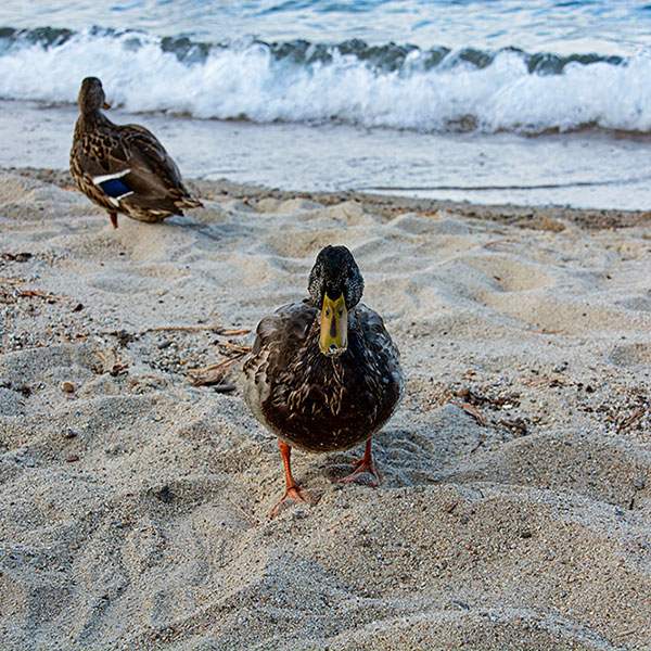 USA, Kalifornien, Lake Tahoe, Enten