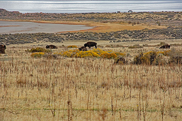 USA, Utah, Antelope Island, Bisons