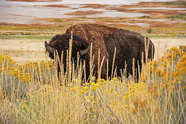 USA, Utah, Antelope Island, Bison