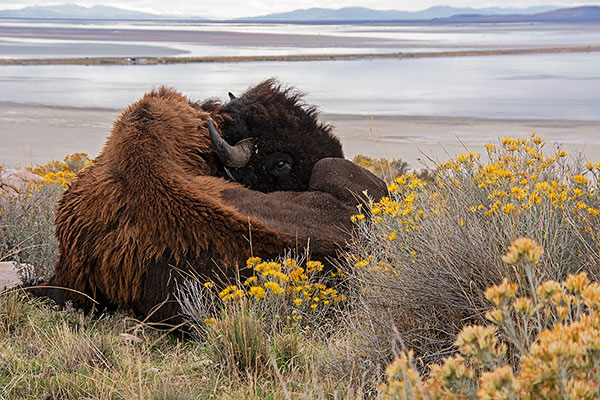 USA, Utah, Antelope Island, Bison