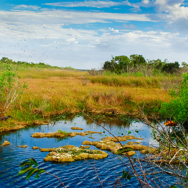 Florida - Anhinga Trail im Everglades Nationalpark