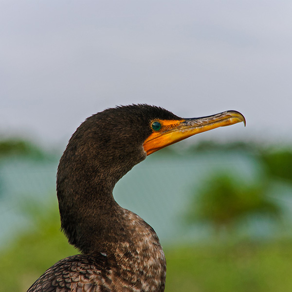 Florida - Cormoran im Everglades Nationalpark