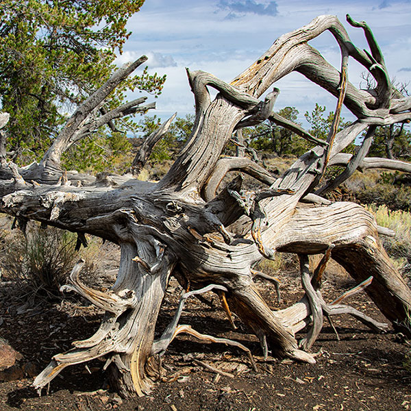 Idaho - Craters of the moon, Devils Orchard