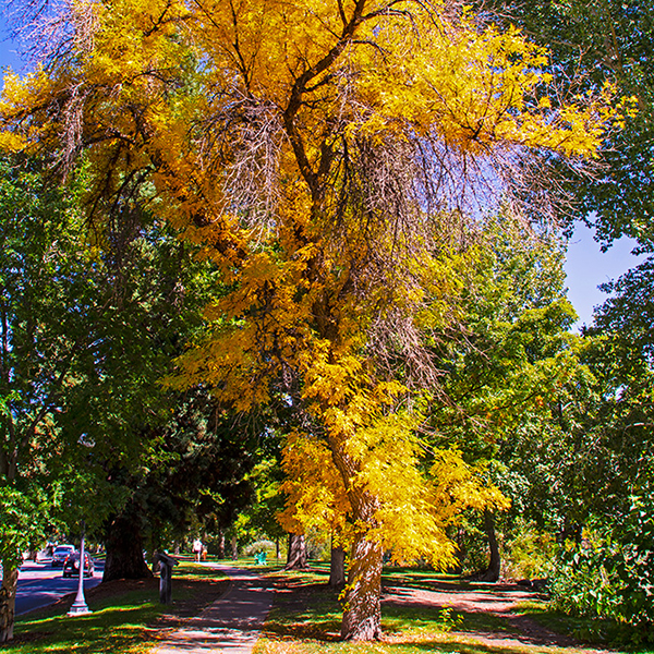 Nevada - Reno, River Walk